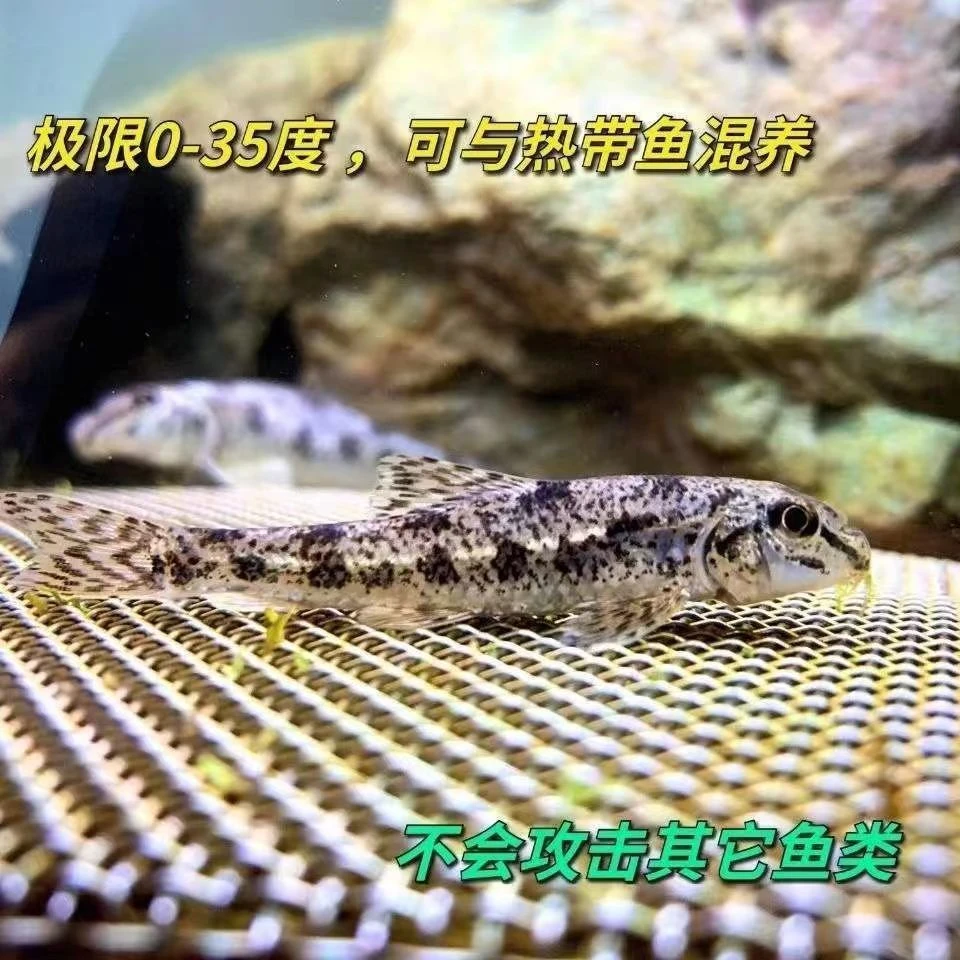 棒花冷水鱼清道夫原生鱼底层吃残渣清洁鱼