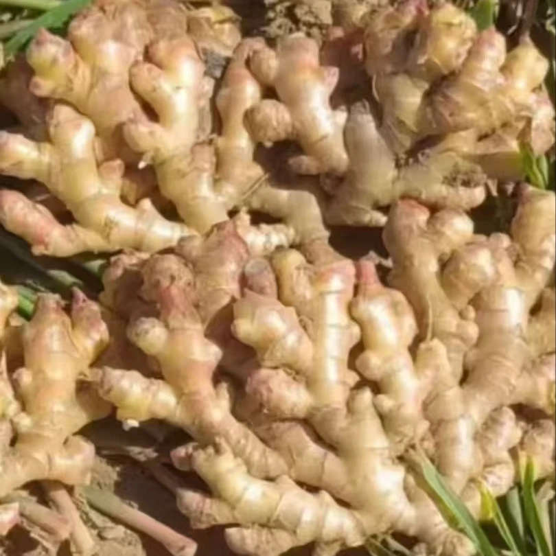 贵州高山火辣姜