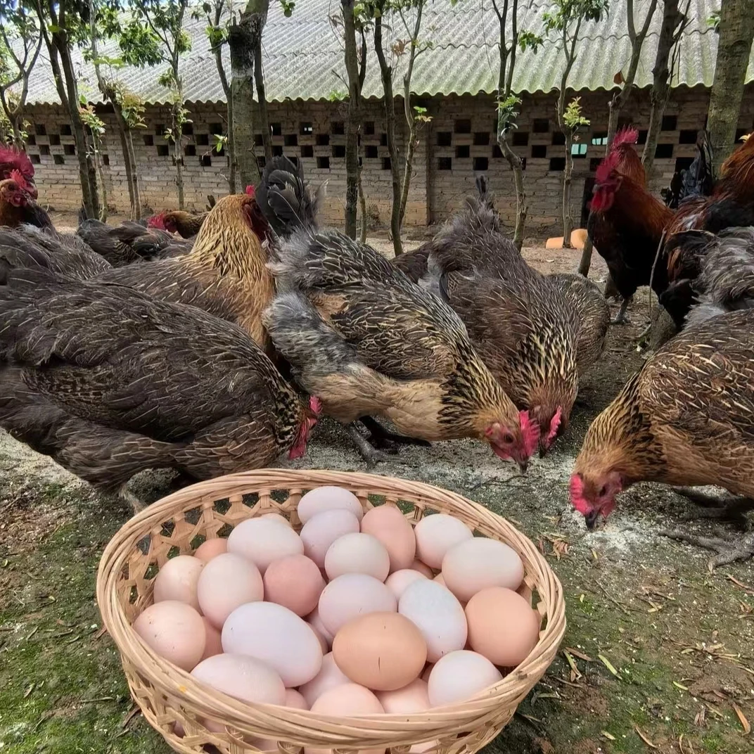 麻江谷香土鸡蛋.富硒鸡蛋农村散养土鸡蛋养殖场