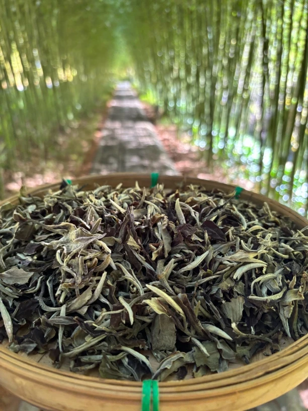 云南直发，一斤装2025年月光白古树白茶蜜香花果香月光美人茶叶