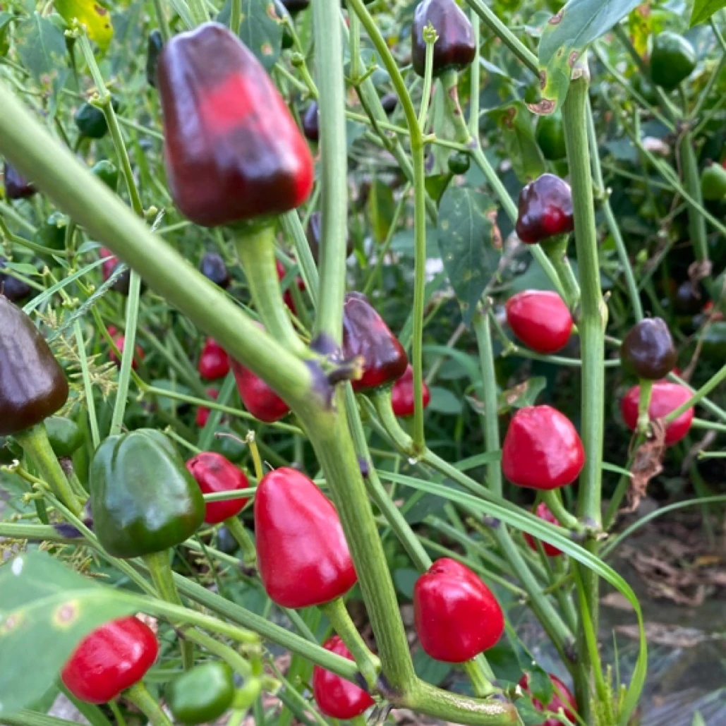 遵义高山农民自种爆香辣子弹头鲜红椒香辣下饭