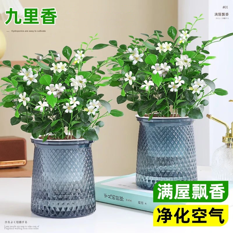 水培九里香盆栽浓香型室内绿植盆栽净化空气客厅懒人四季好养花卉