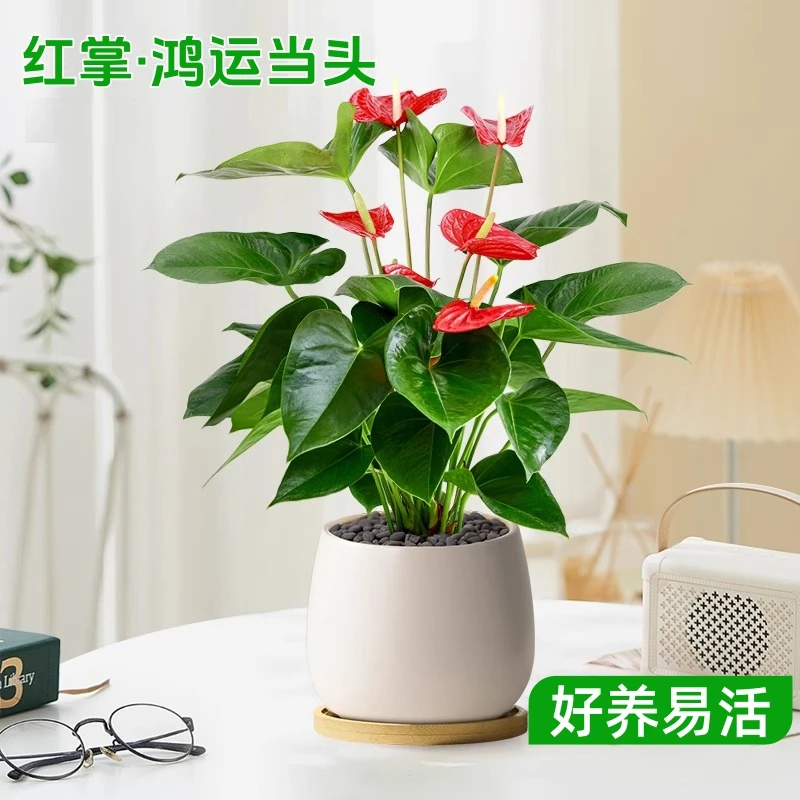 【红掌】鸿运当头四季开花室内发财树绿植盆栽懒人易活佳品