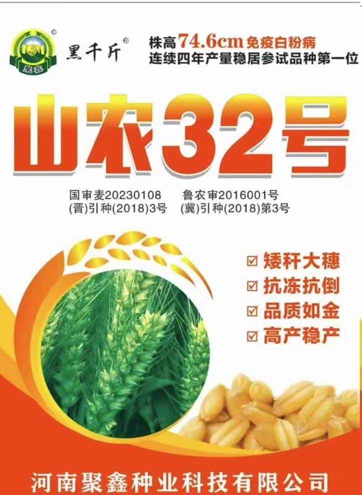 山农32小麦种子矮杆大穗抗冻抗倒高产稳产