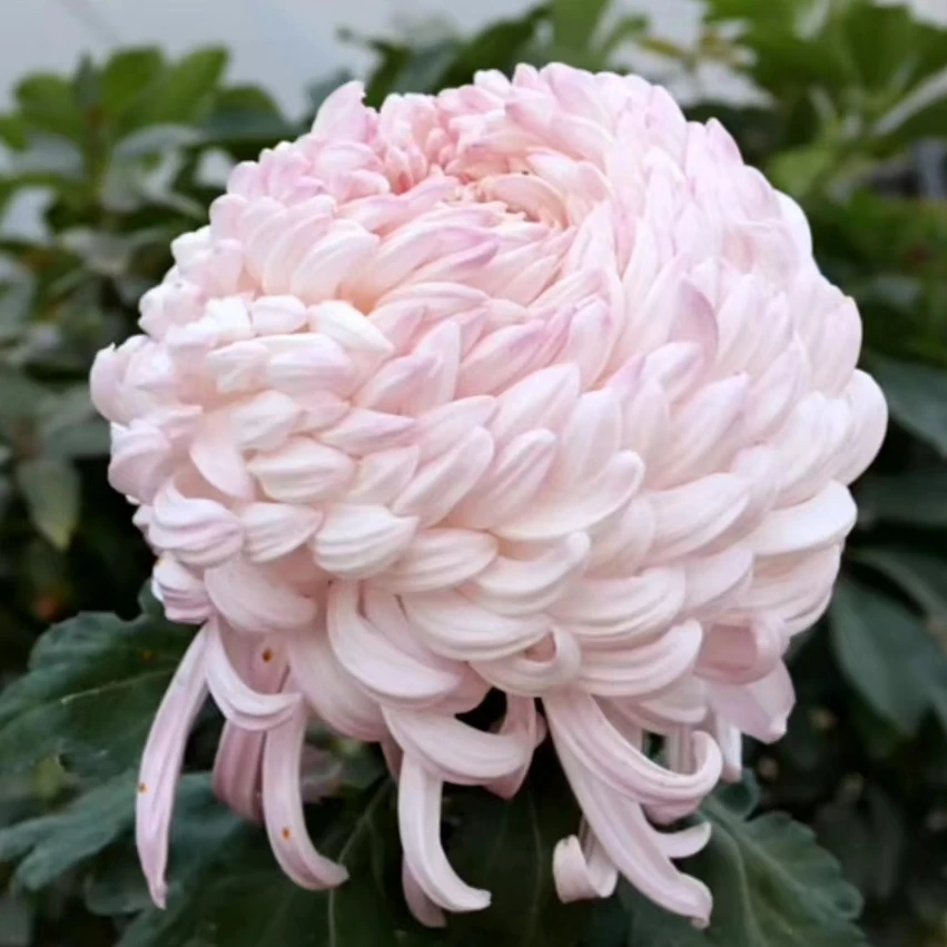 【初樱国华】九月大菊花盆栽带花苞耐寒室内外植物宿根花卉多年生