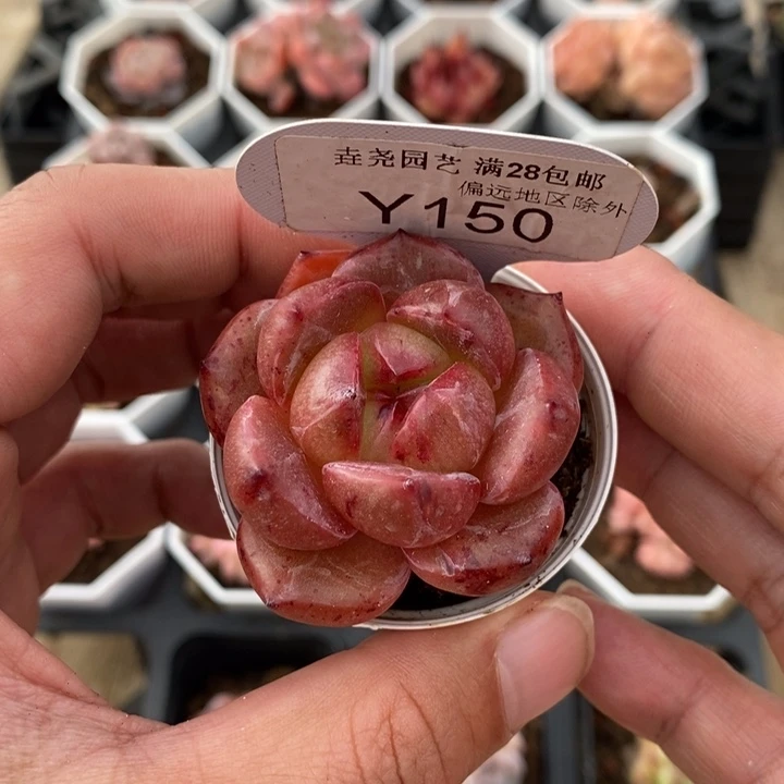 一物一拍 150 蜘蛛侠 4cm