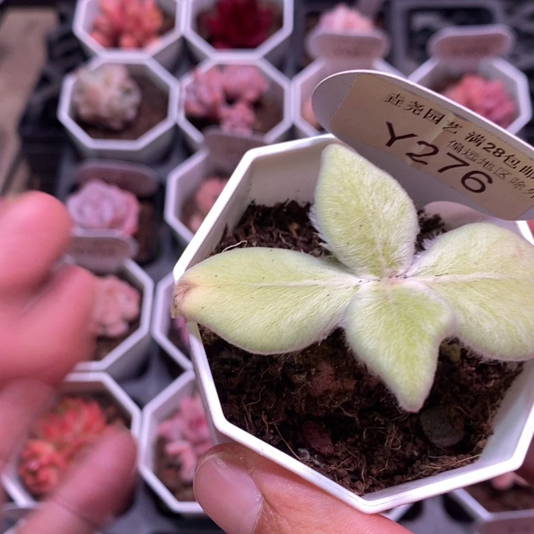 一物一拍 土豆 276 3cm