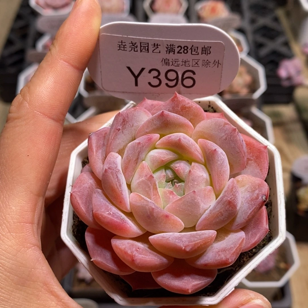 垚尧园艺一物一拍396纯爱
