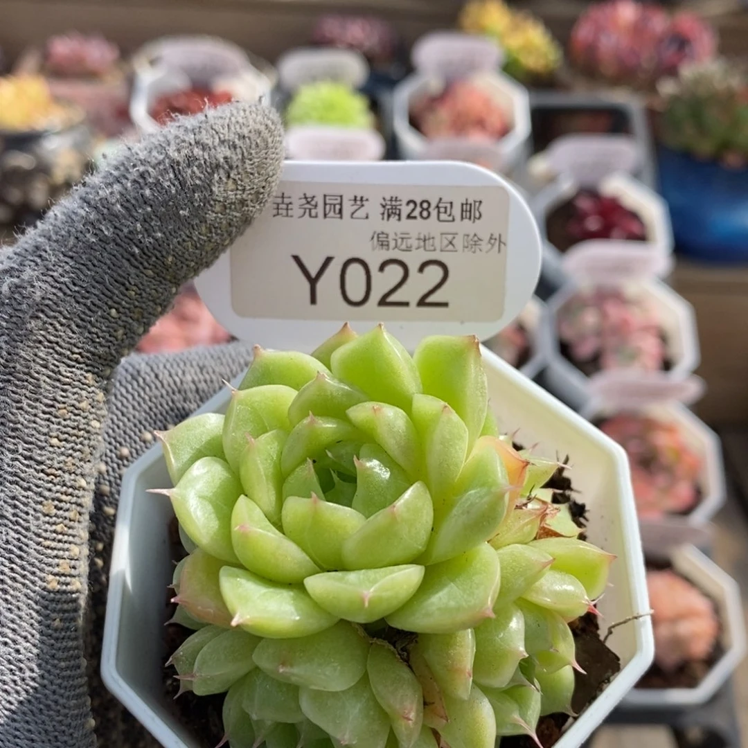 垚尧园艺一物一拍022麦秆