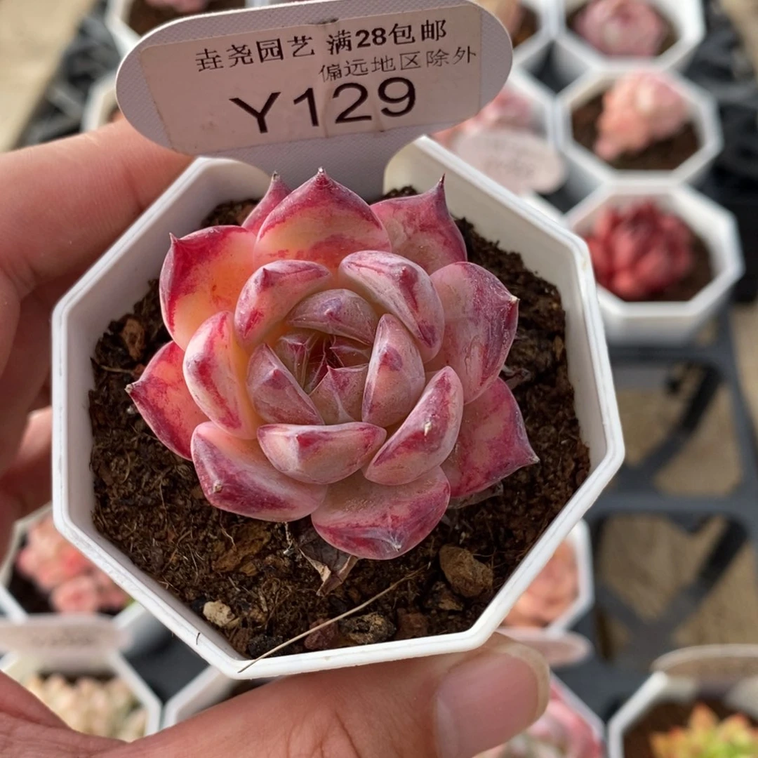 一物一拍 129 拉糖 4.5cm