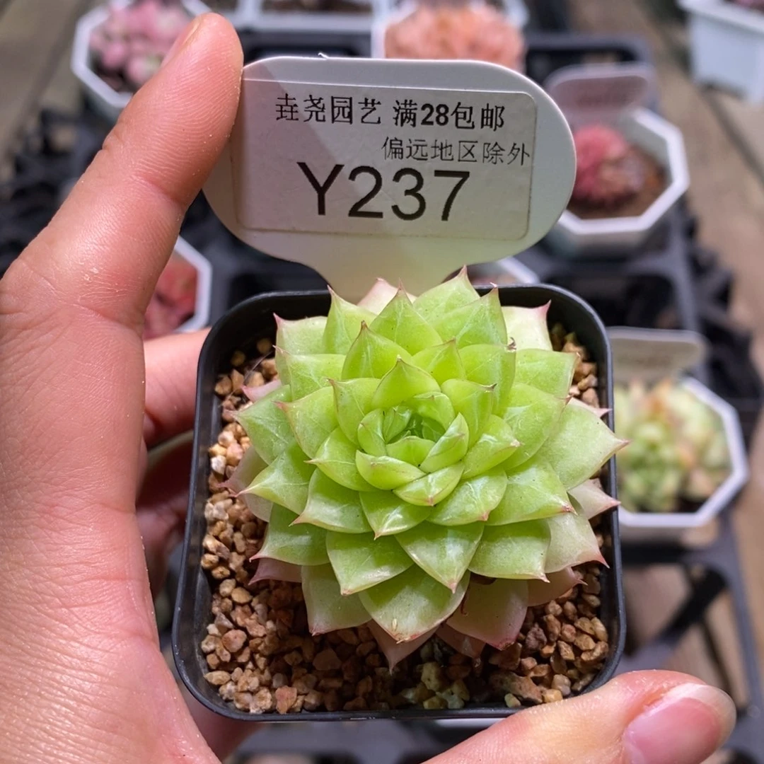 垚尧园艺一物一拍237翡翠