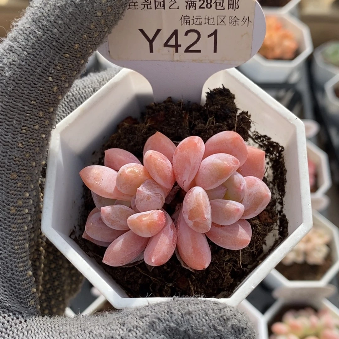 垚尧园艺421OP冰玉5CM