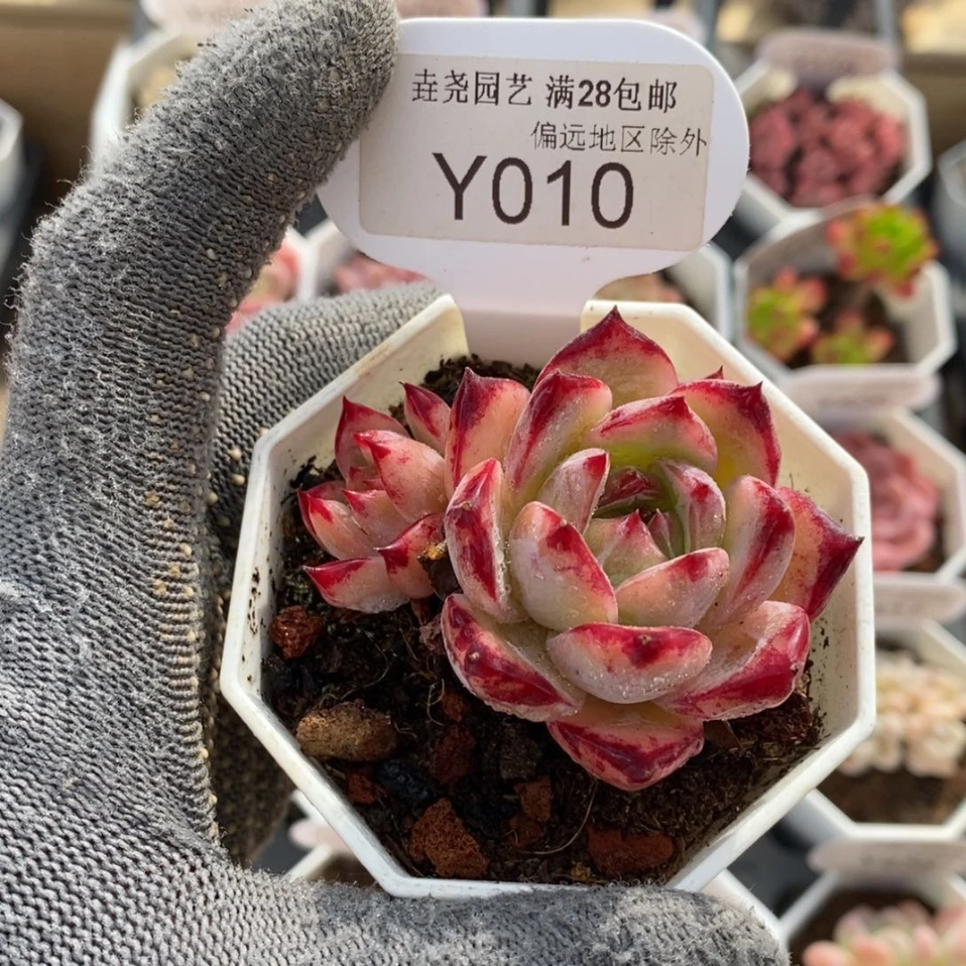 垚尧园艺010拉糖5.5CM