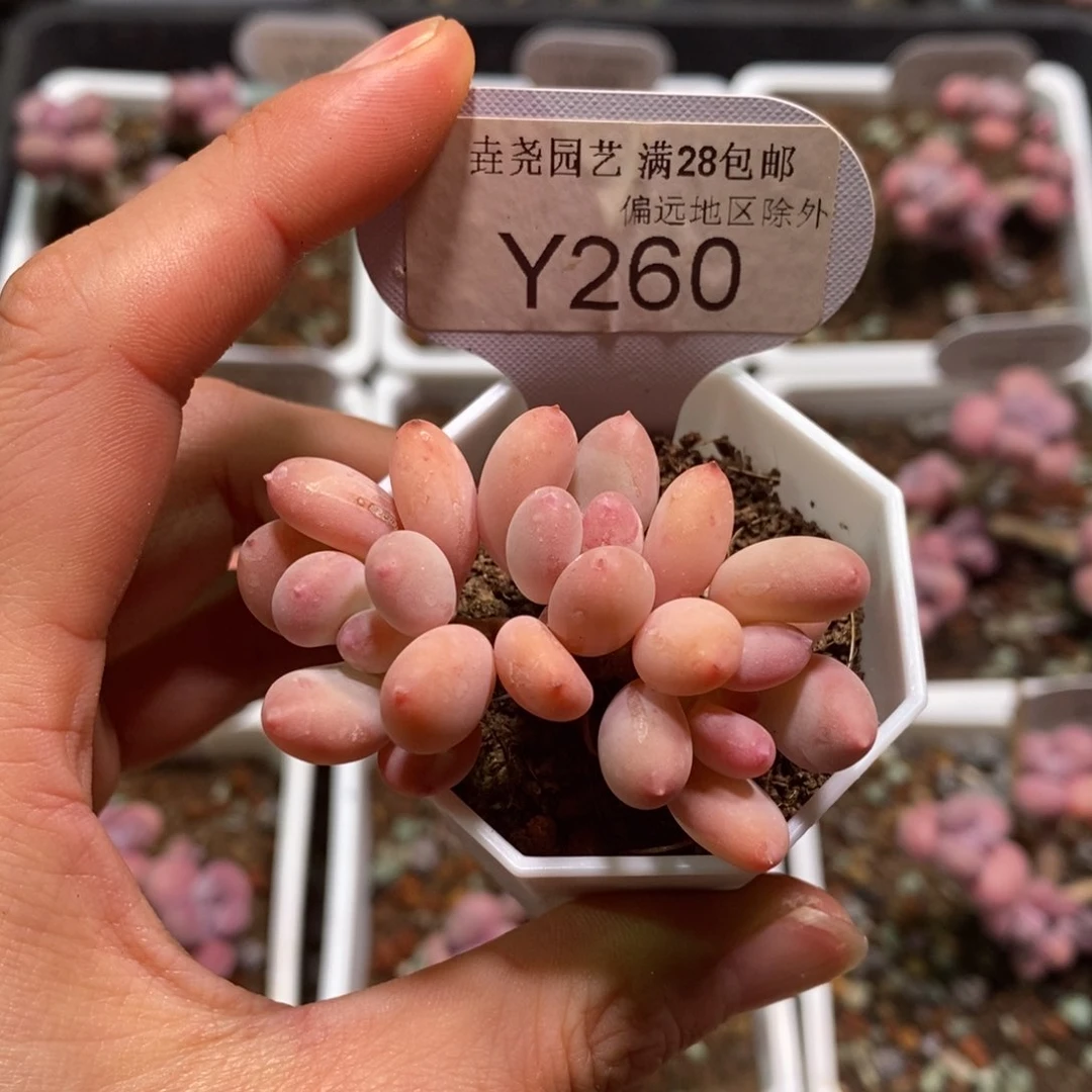 垚尧园艺260苹果奶5CM