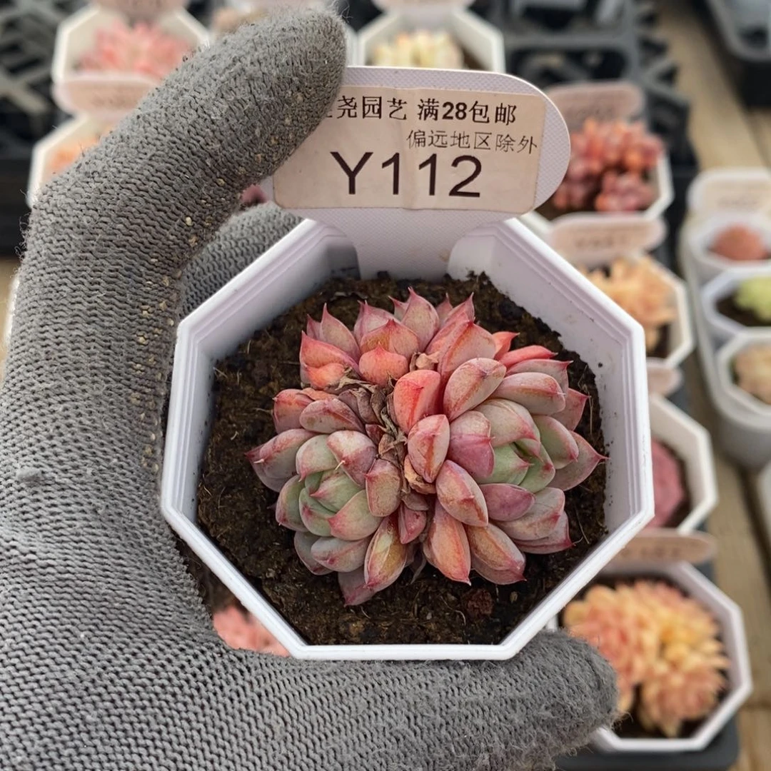 垚尧园艺112月影精灵 5CM