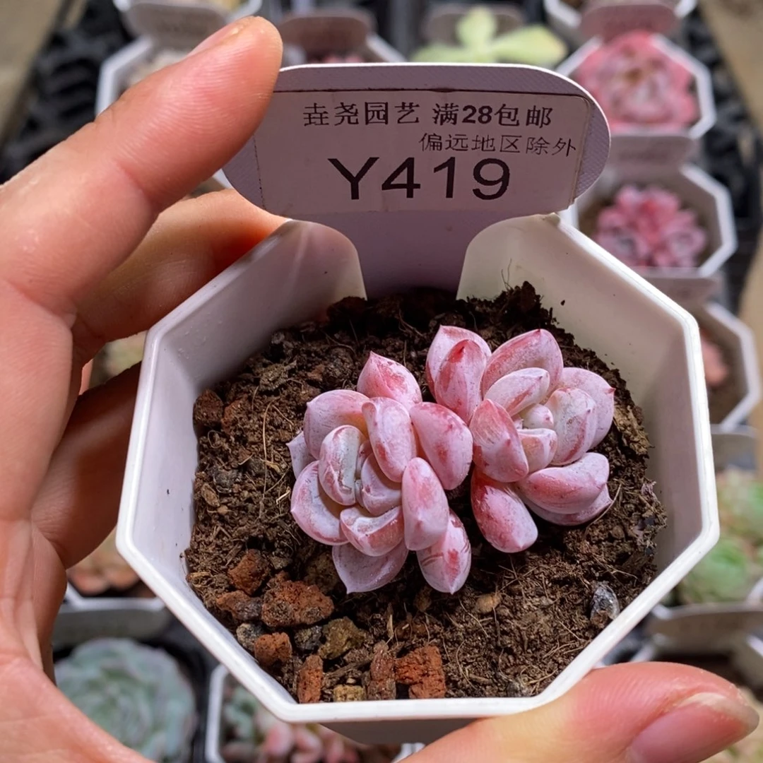 垚尧园艺419维特4.5CM