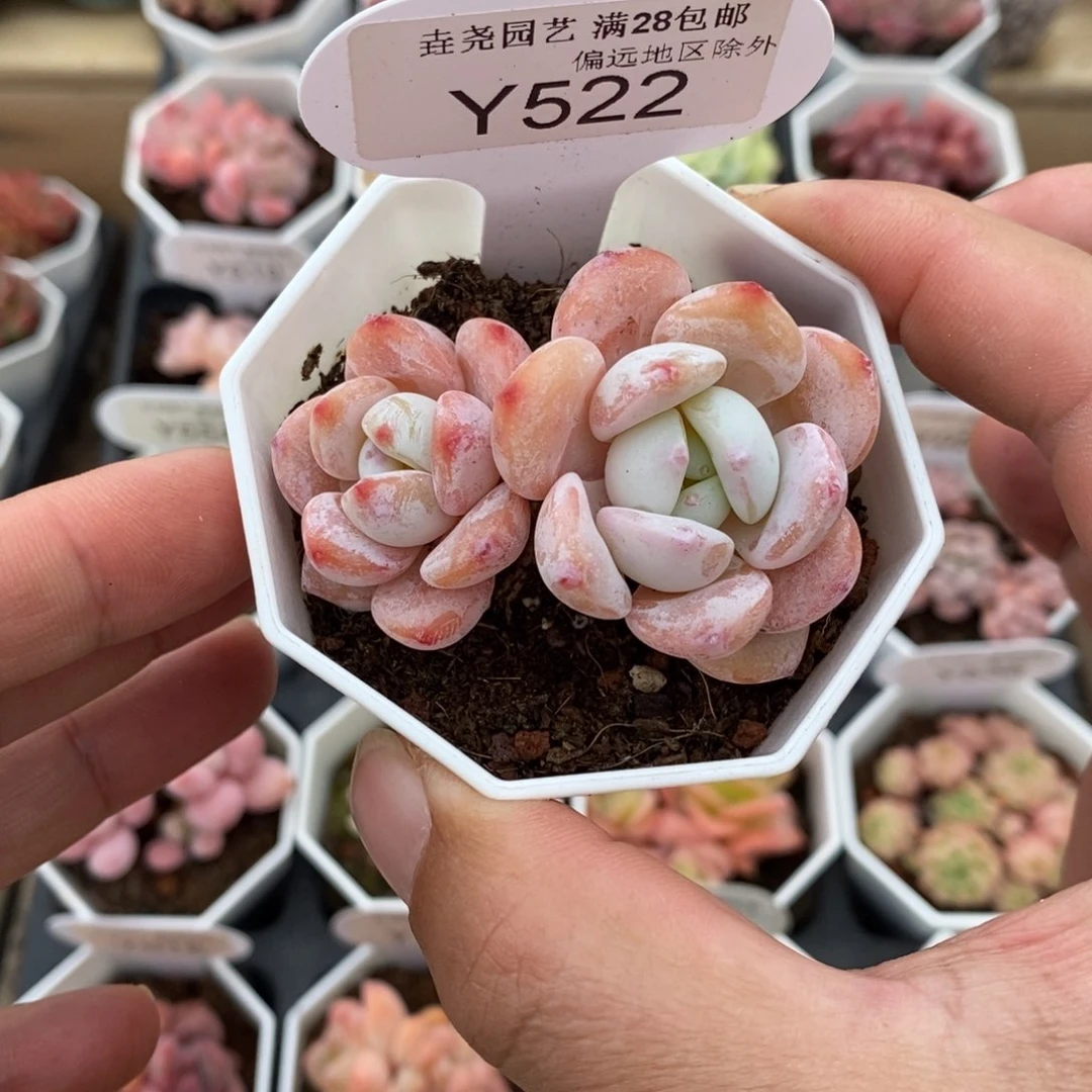 一物一拍 522冷香 6cm 有点小晒斑