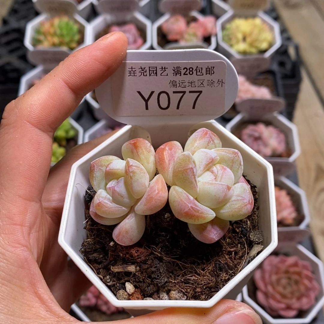 垚尧园艺077冰玉5CM