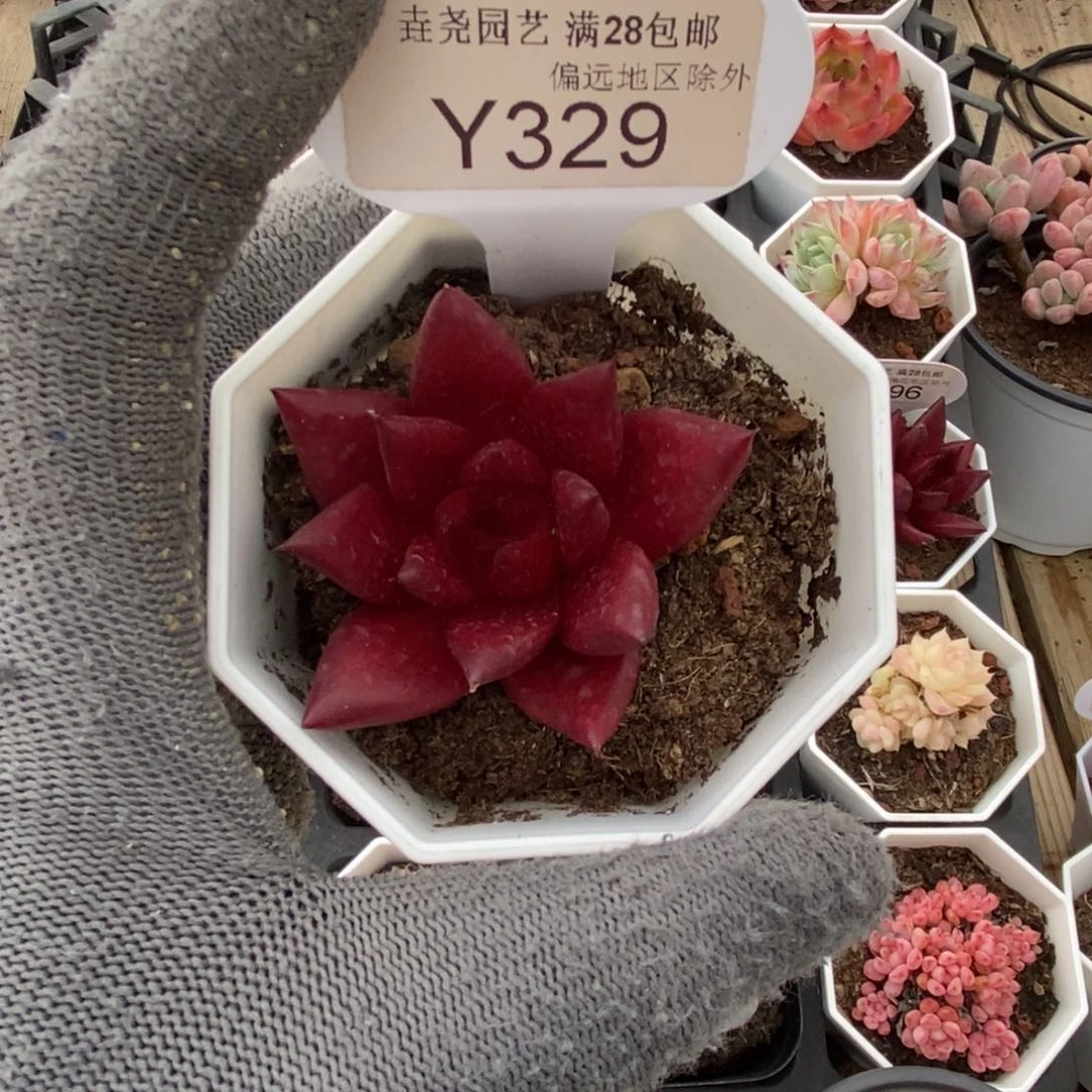 垚尧园艺329罗宾5CM