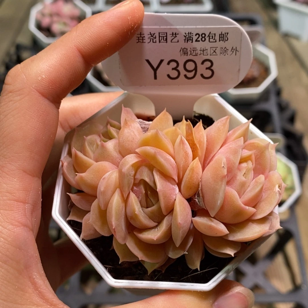 垚尧园艺一物一拍393昂斯诺