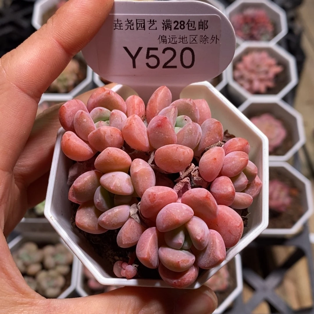 垚尧园艺一物一拍520白鹭