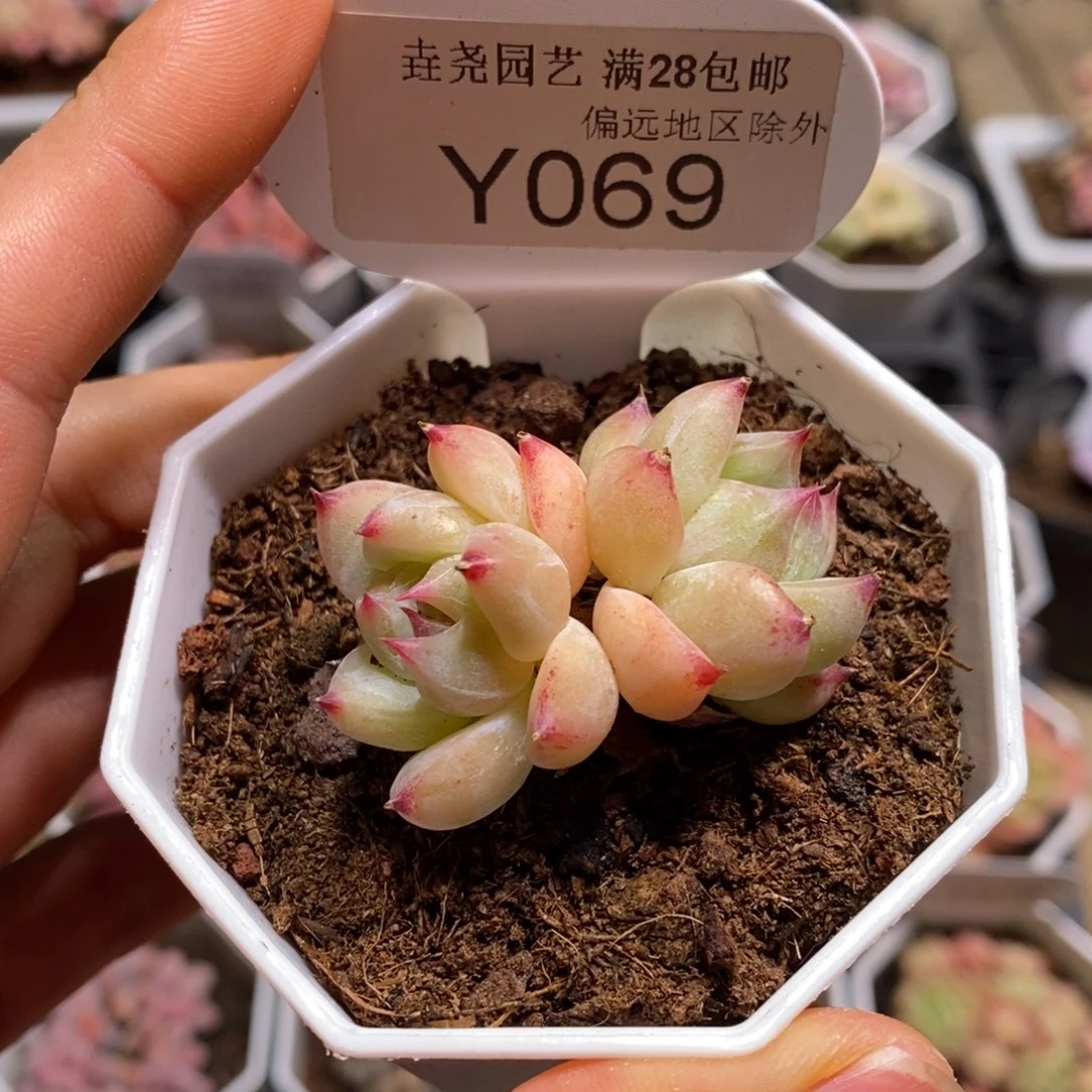 一物一拍069白拉糖4.5CM