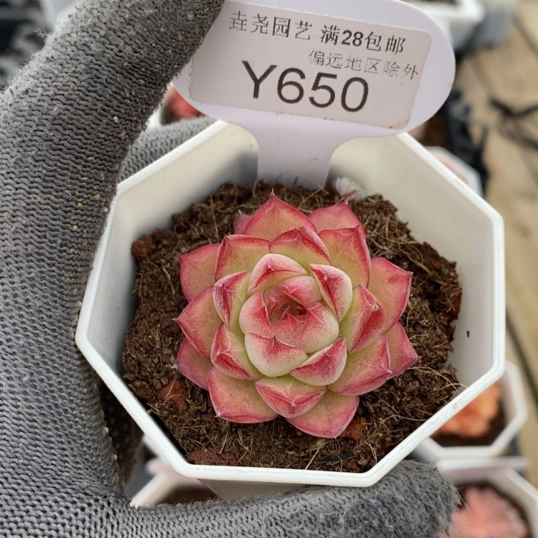 垚尧园艺650女王麦4.5CM