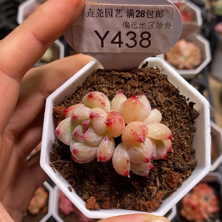垚尧园艺438白拉糖5CM