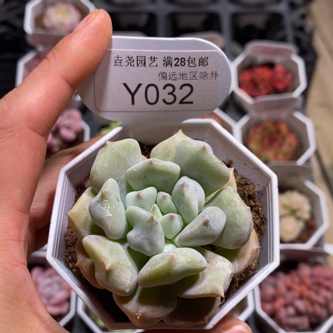 垚尧园艺一物一拍032超奶