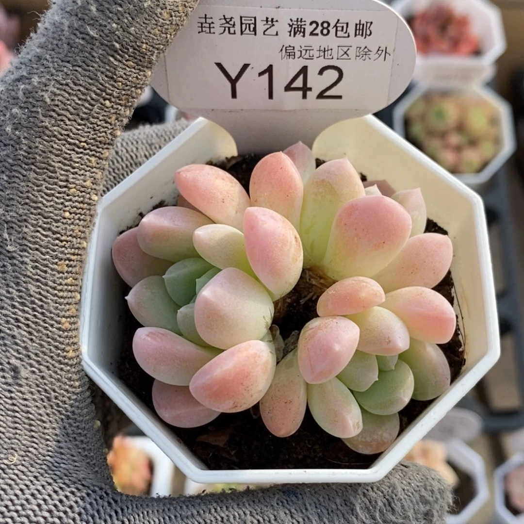 垚尧园艺一物一拍142奶糖