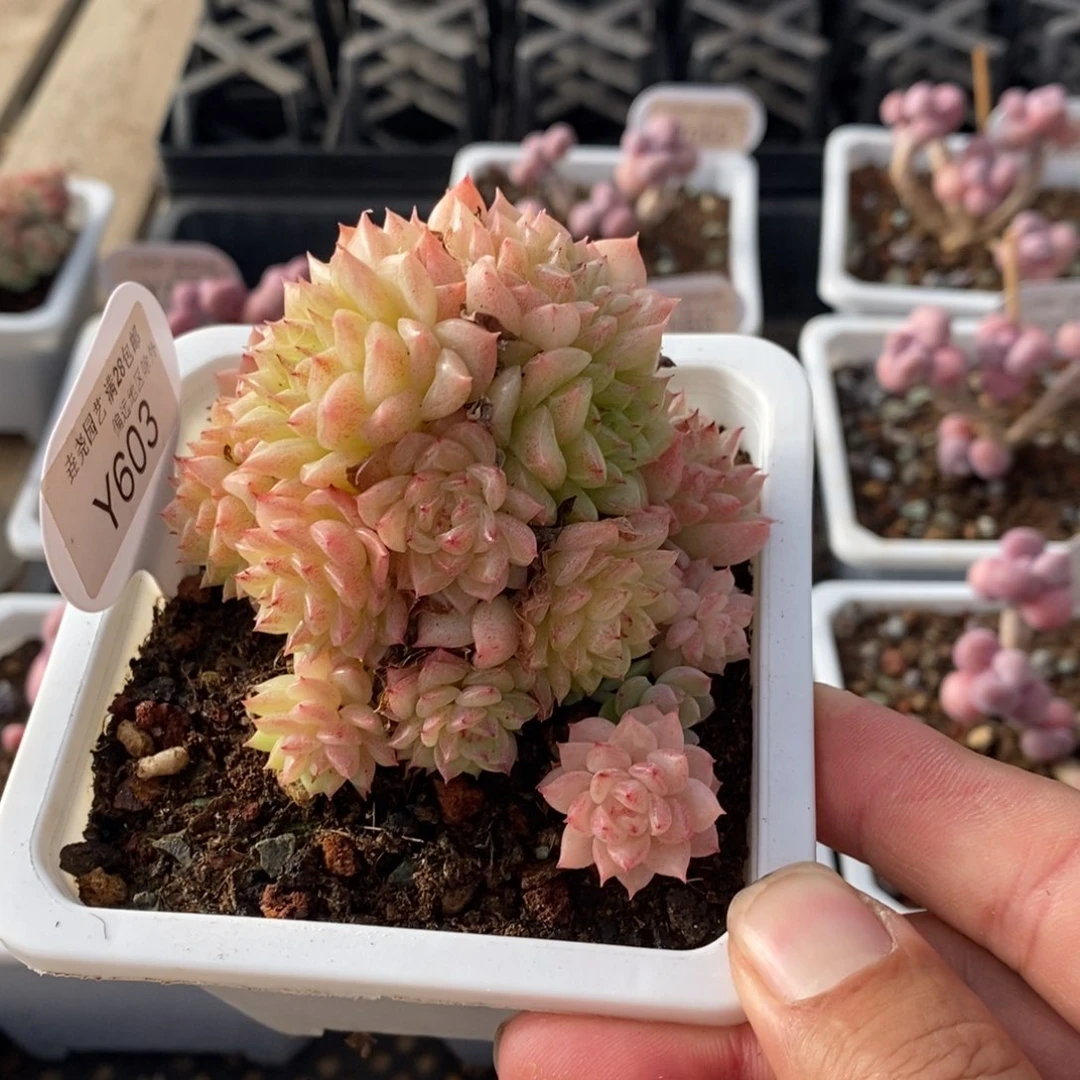 一物一拍 603 7cm 麦秆 不包整