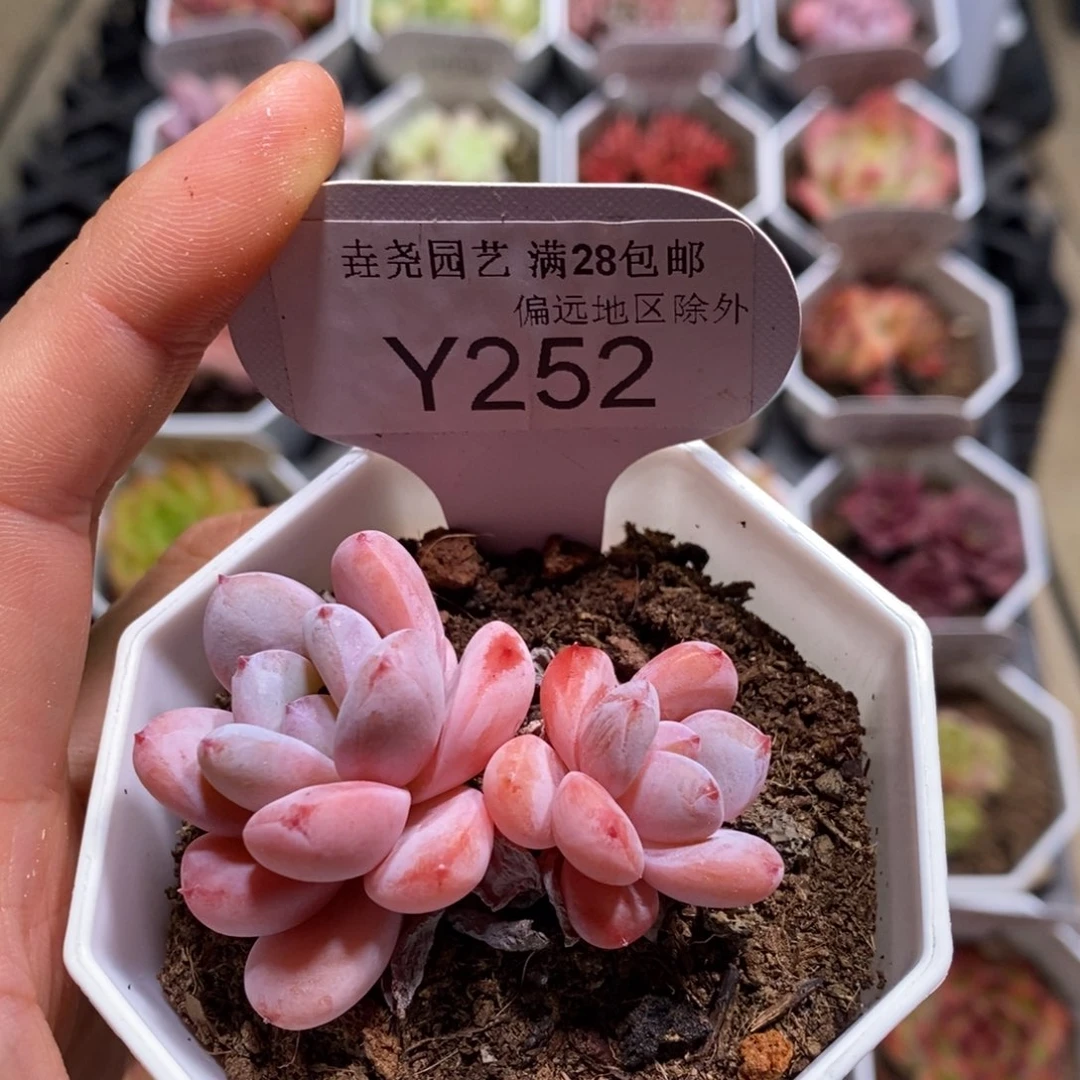 垚尧园艺一物一拍252星星雪