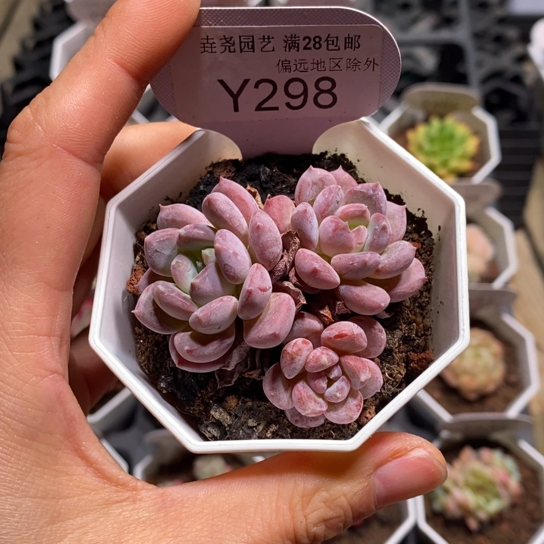 垚尧园艺一物一拍298水晶琥珀