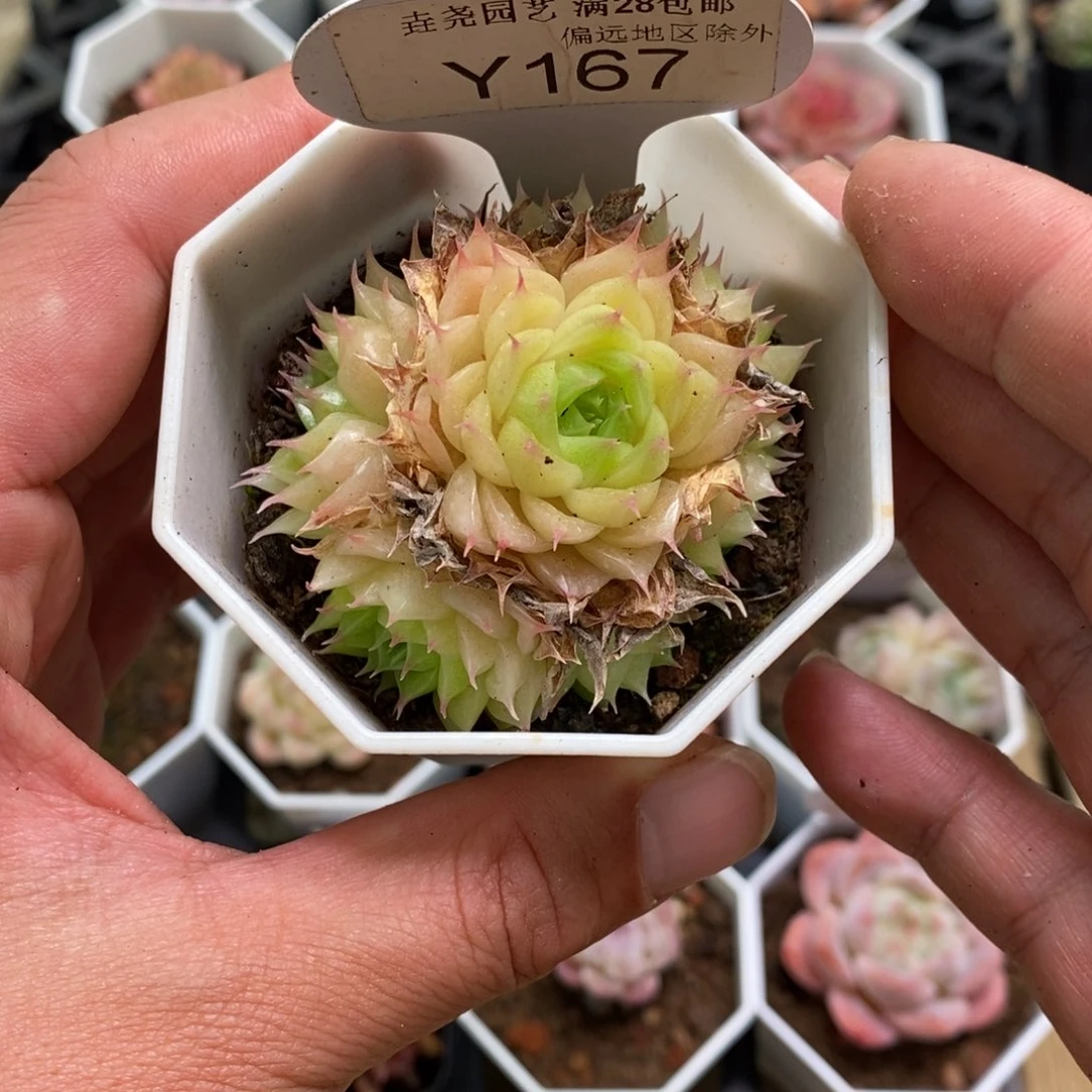 一物一拍 167 麦秆 5.5cm