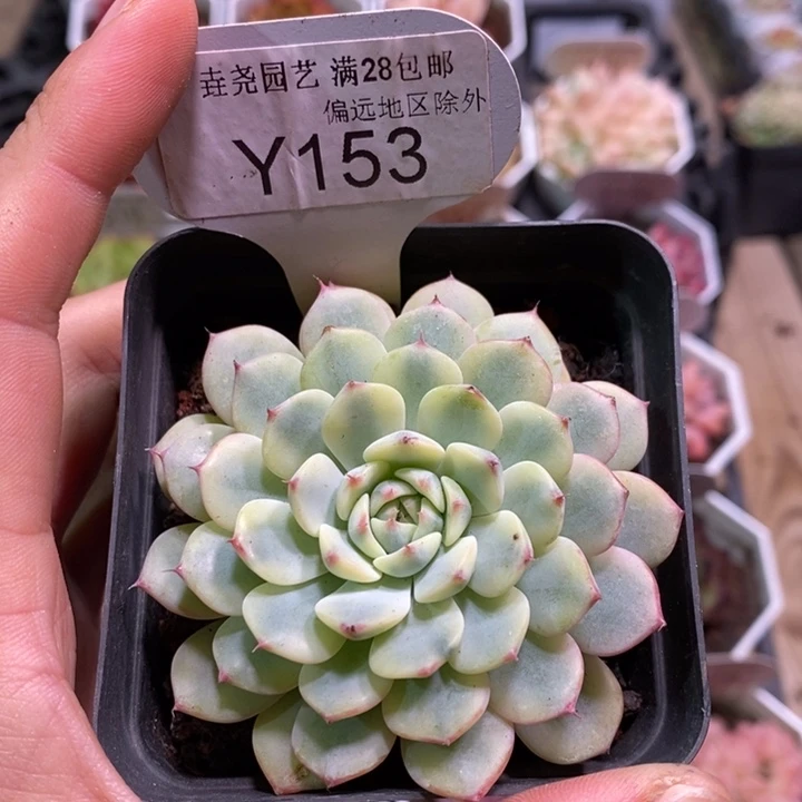 垚尧园艺153姬莲锦6CM