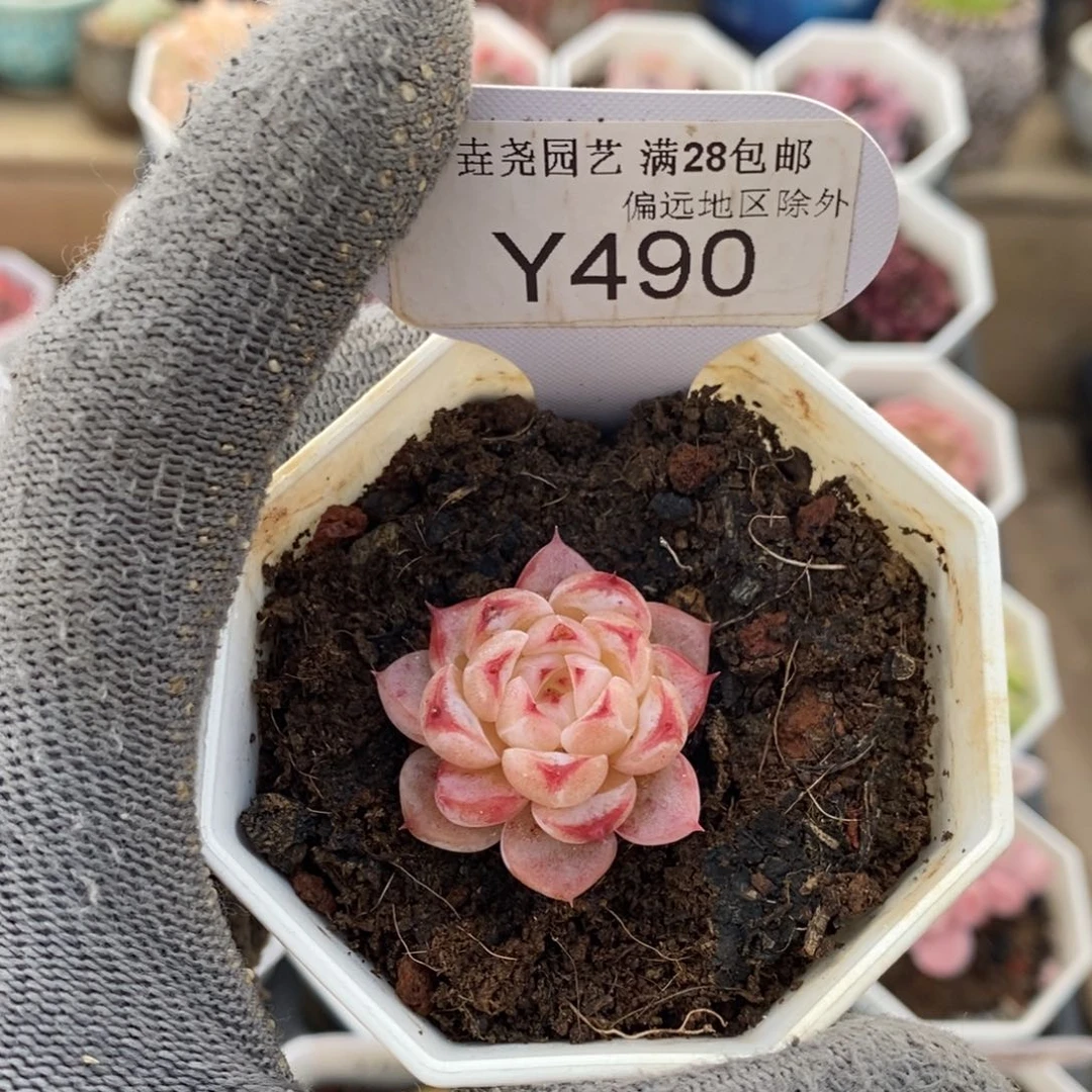垚尧园艺490蓝孔雀3CM