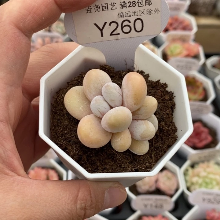 垚尧园艺橙雪球Y260 5cm