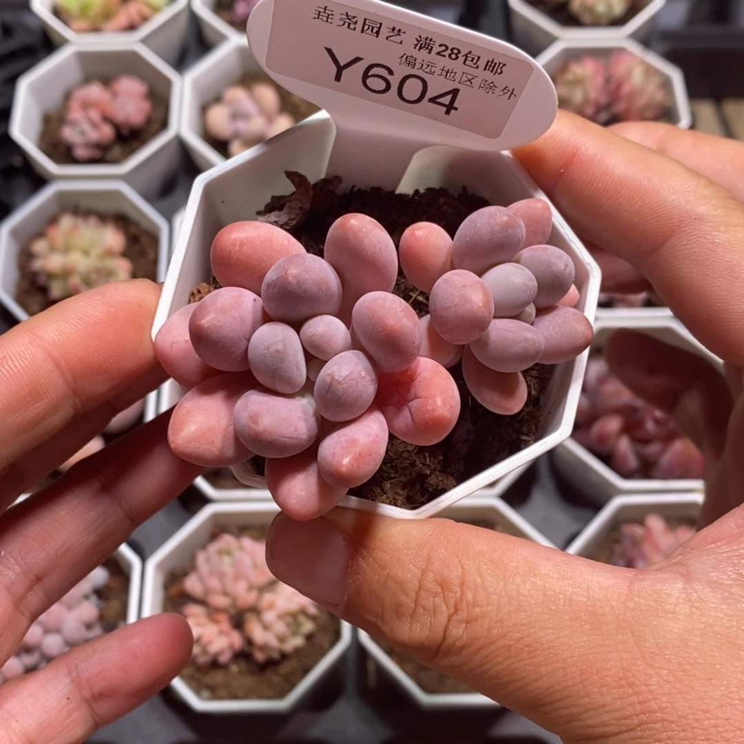 一物一拍 粉色恋人 7cm 604