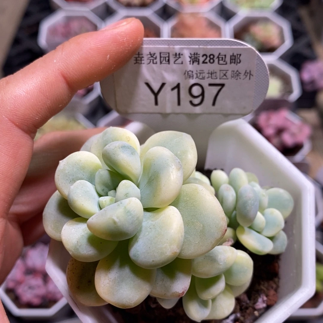 垚尧园艺一物一拍197劳尔锦