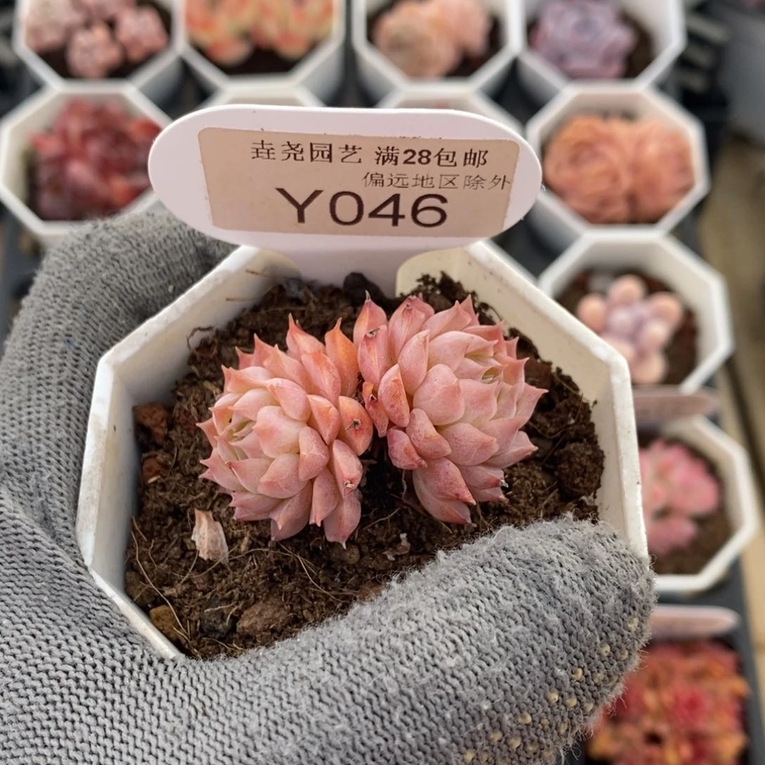 垚尧园艺046朱砂痣4CM