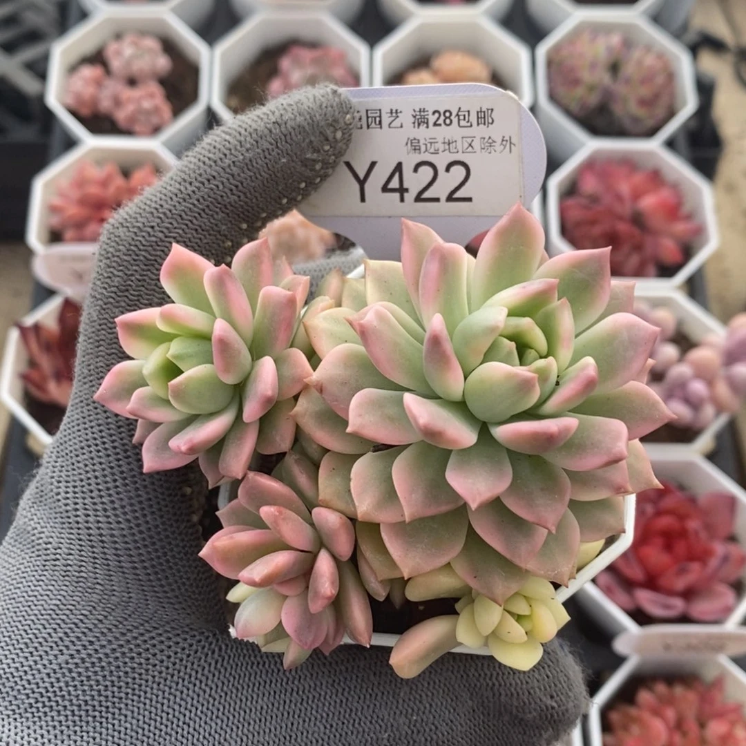 垚尧园艺422马库斯锦8CM