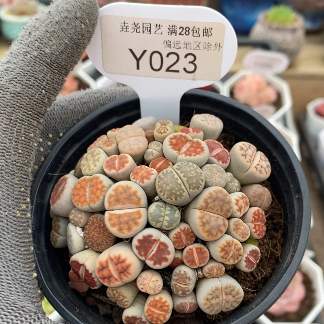 垚尧园艺023生石花8CM
