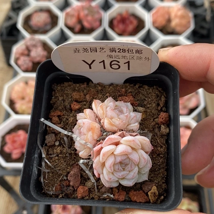 一物一拍 161 雪颜 4cm