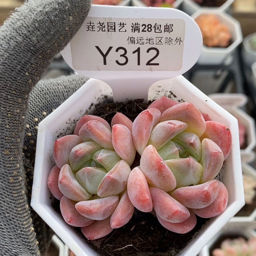 垚尧园艺312琥珀6CM
