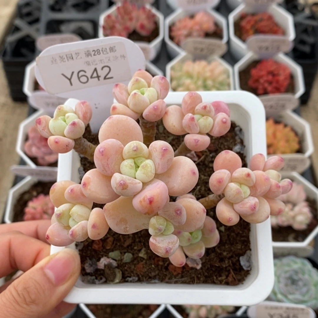 垚尧园艺642罗琦8.5CM