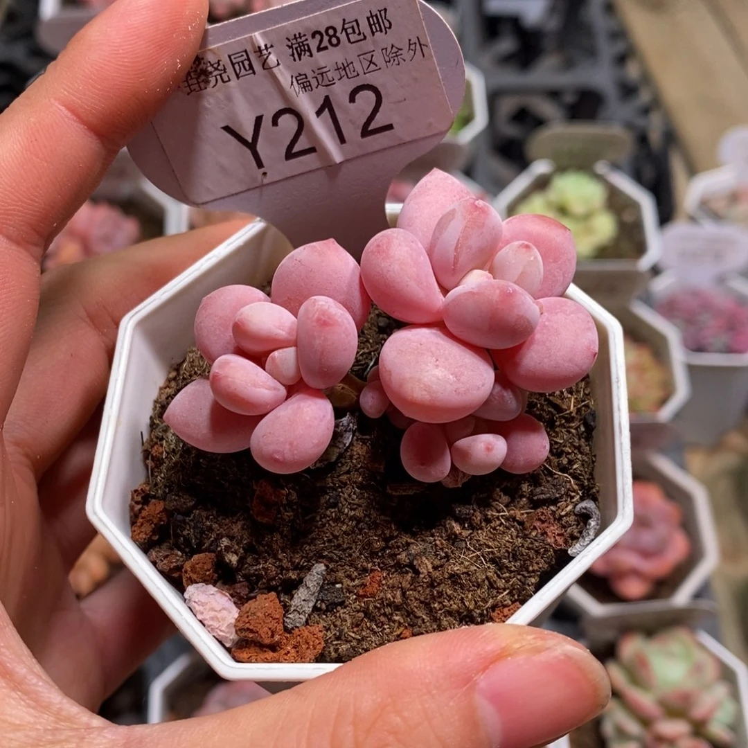 垚尧园艺212樱花洛神5CM