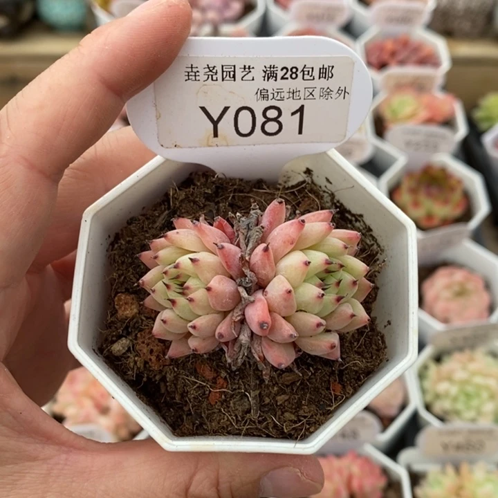 垚尧园艺绿爪Y081 5cm