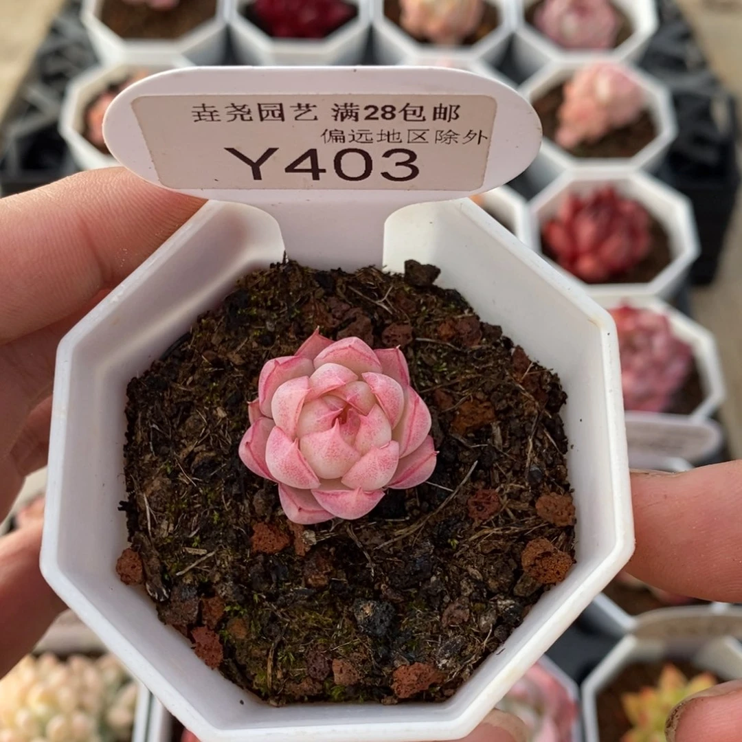 一物一拍 403 女王 2.5cm