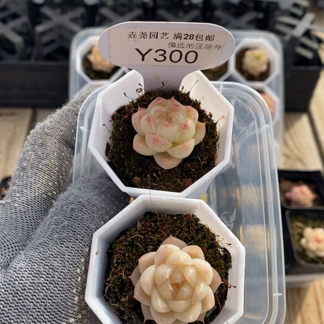 垚尧园艺300麦秆2.5CM2颗