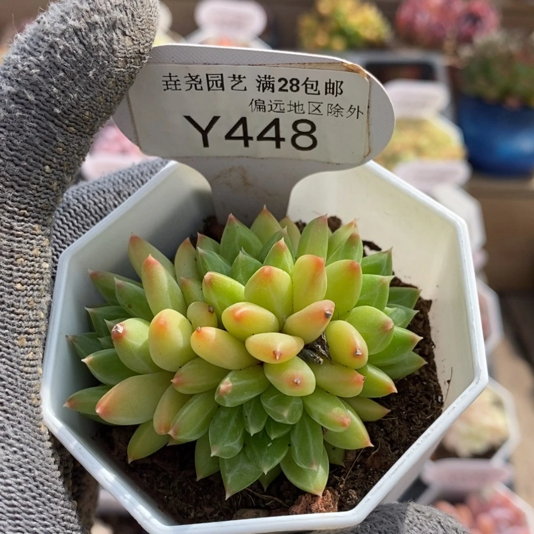 垚尧园艺一物一拍448甲骨文